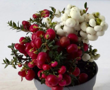 1 PERNETTYA BICOLOR VÄXTA I 10CM KRUKA, UTOMHUSVÄXTER, STÄNDIGT GRÖNA, BALKONGBLOMMAR