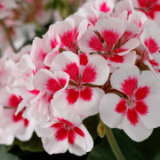 Pelargon, Stickling 3-pack - Pelargonium x hortorum Tango ® White Splash
