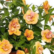 Småpetunia, Million Bells, Stickling 3-pack - Calibrachoa Callie ® Double Mosaic Yellow Pink