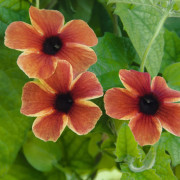 Svartöga, Stickling 3-pack - Thunbergia alata A-Peel Tangerine Slice ®