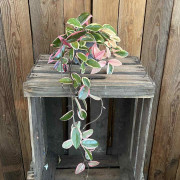 Hoya carnosa Flamingo Dream, Porslinsblomma - Hoya carnosa Flamingo Dream