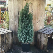 Chamaecyparis lawsoniana Ellwoodii, Ädelcypress - Ellwoodii - 19cm - Chamaecyparis lawsoniana 'Ellwoodii' (Krukstorlek: 19cm)