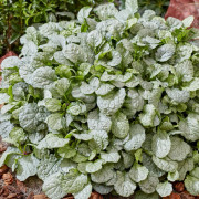 Revsuga - Ajuga reptans Princess Elsa (Krukstorlek: 0,5-1L)