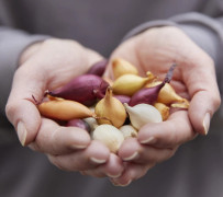 Sättlök Mix - Allium cepa (Storlek: 250g)