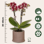 Presentset orkidé 'Cocktail S' - Phalaenopsis - Höjd 30cm