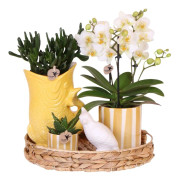 Presentset orkidé 'Yellow XL' - Phalaenopsis - Höjd 35cm