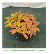 1 STJÄRNA AV FITTONIA I ASSORTERADE FÄRGER, INOMHUSVÄXT I 12CM KRUKA, RENAR LUFTEN