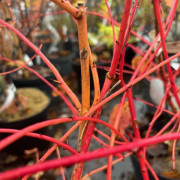 Skogskornell - Cornus sanguinea Anny´s Winter Orange (Storlek: busk C3)