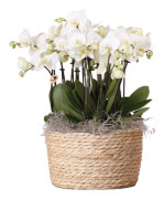 Orkidé i vit korg - Phalaenopsis - Höjd 40–50cm - ⌀28cm