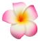 20 st 7 cm Hawaii Hawaiian Plumeria hårspännen Strandblomma Huvudbonader för bröllopsfest