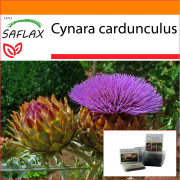 SAFLAX - Trädgård i påsen - Kardon / Spansk kronärtskocka - 50 frön - Med substrat i en passande ståpåse - Cynara cardunculus