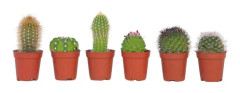 Mini kaktusar - Set om 60 - Cactus - Höjd 5-10cm - ⌀5,5cm