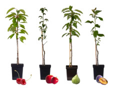Fruktträdsblandning - Set om 16 - Malus, Pryus, Prunus - Höjd 60-70cm - ⌀9cm