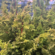 Japansk Ädelcypress - Chamaecyparis obtusa Yellow Teddy Bear (Storlek: 20-25 C3)