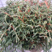 Kryptuja - Thuja occidentalis Going Down (Storlek: 25-30 C3)