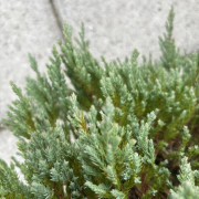 Sävenbom - Juniperus sabina Blue Forest (Storlek: 25-30 C3)