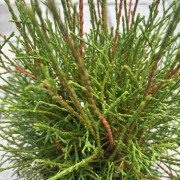 Tuja - Thuja occidentalis Little Filly (Storlek: 25-30 C3)