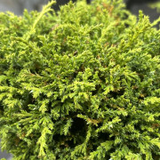 Ärtcypress - Chamaecyparis pisifera Hime-sawara (Storlek: 10-15 C2)