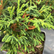 Japansk Ädelcypress - Chamaecyparis obtusa Brigitte (Storlek: 20-25 C3)