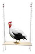 Chicken Swing for Large Chicken Coops, Enrichment Toy for Hens and Roosters, Wooden Bird House Accessories