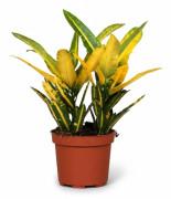 Färgglad Croton Krukväxt Ø12 cm, Höjd ca 30 cm