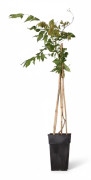 2x Japansk Blåregn 'Rosea' 65 cm i Kruka Ø15 cm