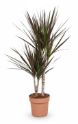 Dracaena Magenta Krukväxt Ø17cm Höjd ca 80cm
