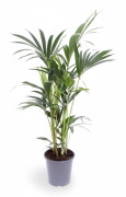 Howea Forsteriana (Kentia Palm) Krukväxt Ø17cm, Höjd ca 75cm