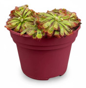 Drosera aliciae - Köttätande Växt i Kruka Ø12 cm, Höjd ca 12 cm