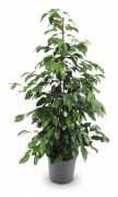 Ficus Benjamina Danielle - Elegant Krukväxt Ø21 cm, Höjd ca 95 cm