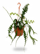 Epiphyllum Anguliger Kaktus i Kruka Ø17 cm, Höjd ca 35 cm