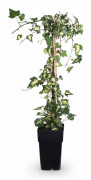 4-pack Murgröna 'Goldheart' 65 cm, kruka Ø15 cm