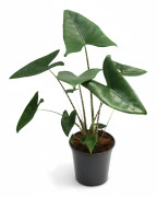 Alocasia Zebrina Krukväxt Ø21 cm, Höjd ca 80 cm