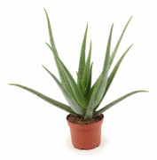 Aloe Vera Växt Ø19 cm, Höjd ca 70 cm
