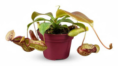 Nepenthes Gaya Köttätande Växt i Kruka Ø12 cm, Höjd ca 17 cm