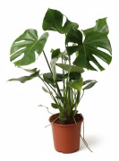 Monstera Deliciosa Krukväxt Ø21 cm, Höjd ca 60 cm