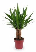 Yucca Växt Tres Cañas - 70 cm, Kruka Ø19 cm