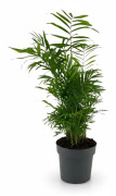 Elegant Bergpalm (Chamaedorea Elegans) Ø17 cm, Höjd ca 50 cm