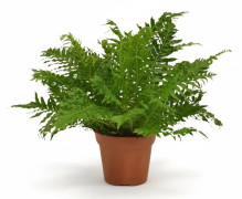 Blechnum Ormbunke Ø17 cm Höjd ca 50 cm - Grön Inomhusväxt