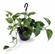 Gullranka Epipremnum Aureum - Krukväxt Ø15 cm, Höjd ca 30 cm