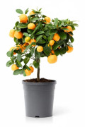 Citrus Calamondin Träd Ø15cm, Höjd ca 40cm