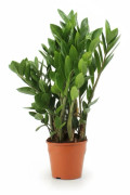 Zamioculcas växt Ø14 cm, Höjd ca 55 cm