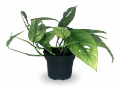 Epipremnum Guldpalm Ø12 cm, Höjd ca 20 cm
