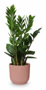Zamioculcas 45-50 cm i Rosa Kruka 14 cm