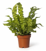 Asplenium Crispy Wave Ormbunke - Krukväxt Ø12 cm H25 cm