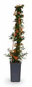 Pyracantha Soleil d'Or - Eldtornbuske Ø15 cm, Höjd ca 65 cm