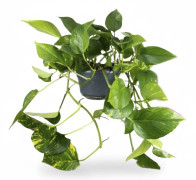 Gullranka Epipremnum Aureum Ø15cm Höjd ca 25cm – Luftrenande Krukväxt