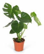 Monstera Deliciosa Krukväxt Ø17 cm, Höjd ca 55 cm