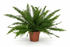 Nephrolepis Green Lady Ormbunke Ø17 cm ↕40 cm