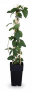 3-pack Lonicera japonica 'Halliana' 65 cm, kruka Ø15 cm